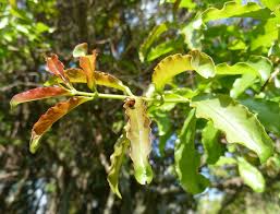 Image result for Galpinia transvaalica