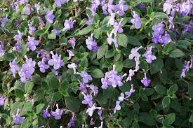 Image result for Streptocarpus