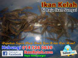 Anak 5 tahun dijual ibu untuk berhubungan badan, pembelinya ternyata ayah kandung yang tak mengakui. Anak Benih Ikan Kelah Merah Untuk Dijual