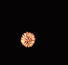 Gif bin is your daily source for funny gifs and funny animated pictures! Fireworks Animated Gif Picture Fireworks Gif Fireworks Animation Fireworks