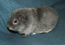 14 Facts To Help You Get To Know The Rex Guinea Pig Online Guinea Pig Care