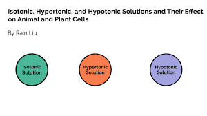 When a plant is immersed in a. Isotonic Hypertonic And Hypotonic Solutions By Rain Liu