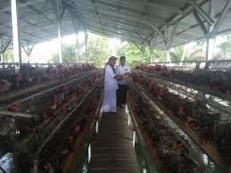 Usaha ayam petelur ini sebenarnya saya sudah tahu ketika idul fitri kemarin. Hasilkan Pades Puluhan Juta Bumdes Padasuka Kab Tasik Fokus Bidang Ayam Petelur Wartatasik Com