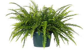 Image result for Nephrolepis exaltata