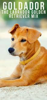 It's a large dog breed at about 22 to 24 inches tall, weighing between 60 to 80 pounds. Goldador Dog A Complete Guide To The Golden Retriever Lab Mix