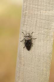 Image result for Buchnera cryptocephala