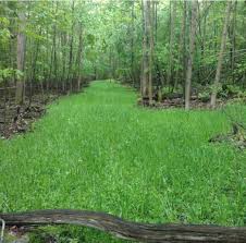 Food plots on a budget. No Sweat No Till Plot Mix Antler King