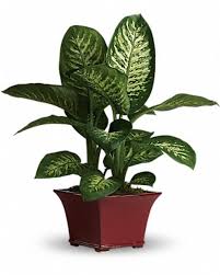 Give Your Room A Practically Perfect Mary Poppins Makeover Common House Plants House Plant Care Plants