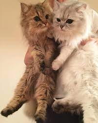 maamiffのinstagram写真をチェック いいね 10千件 pets cats animals