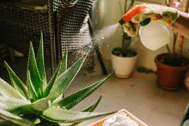 If the existing soil is clogged beyond saving then we also suggest you carefully transplant the holes and black spots can also appear on aloe vera plants due to the presence of garden pests. Aloe Vera Plant Care Easy Tips To Grow Harvest Your Aloe