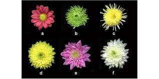 Characterization Of Chrysanthemum Flowers A Bodeka Red Color And Download Scientific Diagram