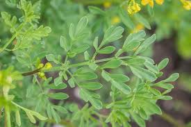 Image result for Ruta graveolens