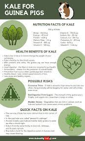 Pin On Guinea Pig Food And Diet