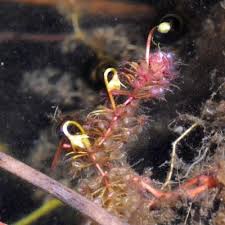 Image result for Polysphaeria harrisii