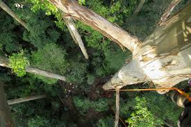 Check spelling or type a new query. The Stories Behind South Africa S Champion Trees New Frame