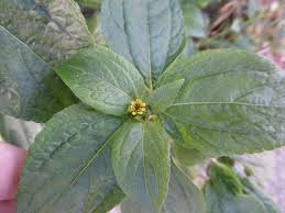 Image result for Acanthospermum hispidum