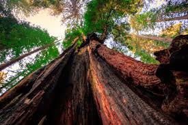 The trees of the tropical rainforests are so tightly packed that the rains falling on the canopy can take around 10 minutes to reach the ground. 13 Facts About The Redwoods North Coast California
