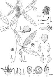 Image result for Eriosema rhynchosioides