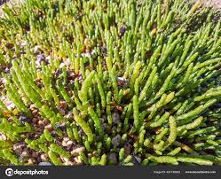Image result for Sarcocornia perennis