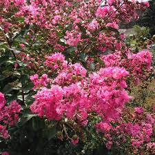 Have you researched other online sellers? Crape Myrtles In Southern Landscaping Dengarden