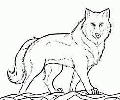 Wolves are nocturnal animals that live on the continents of asia, america, europe and north africa. Free Printable Wolf Coloring Pages For Kids Wolf Colors Animal Coloring Pages Wolf Drawing