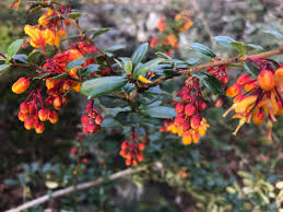 Image result for Berberis darwinii