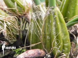 Image result for Bulbophyllum burttii