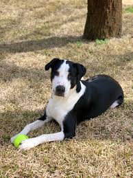 Jul 11, 2021 · the texarkana gazette is the premier source for local news and sports in texarkana and the surrounding arklatex areas. Veterinarian In Canton Saving Grace Animal Hospital Veterinary Clinic And Animal Rehab