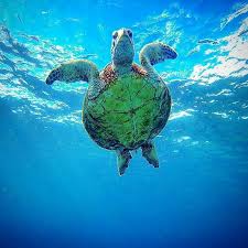 Sea Turtle Sea Turtle Turtle Turtle Love