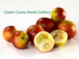 Camu Camu Seeds Myrciaria Dubia Saude