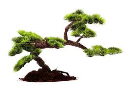 From flowering plants to succulents, our unique collection is perfect for any occasion. Bonsai Tree Care 8 Tips For Beginners Gardential Com