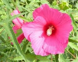 Image result for Hibiscus ludwigii