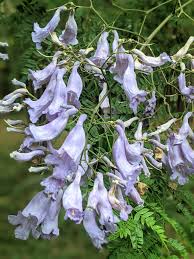 Image result for Aeollanthus myrianthus