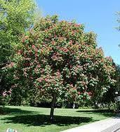 Pavia) that was discovered in europe in 1812. Midwest Gardening Trees Index