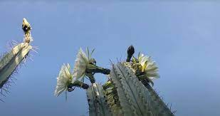 If the succulents germinate how many hours of sunlight should i give them? San Pedro Cactus Growing And Caring For The Trichocereus Pachanoi