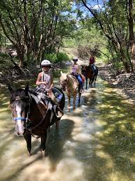 Horse Back Trail Rides Horse Camp Trail Riding Horses