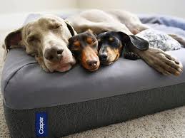 Check spelling or type a new query. 18 Christmas Gifts To Spoil Your Dog Gift Ideas For 2018