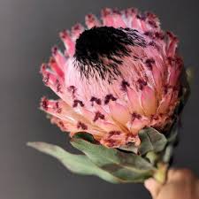 Image result for Protea argyrea