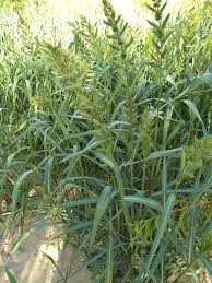 Image result for Polystachya melanantha