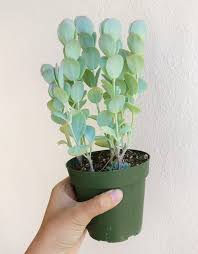 This Item Is Unavailable Etsy Succulents Hanging Plants Pretty Plants