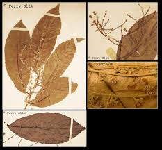 Image result for Homalium