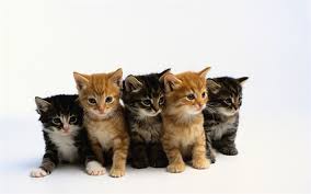 Download Imagens Gatinhos Pequenos Animais Fofos Cinco Gatinhos Animais De Estimacao Gatos Con Immagini Animali Gattini Piccoli Animali Divertenti