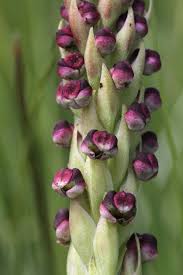 Image result for Corycium dracomontanum