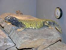 You can see them in many diversified habitats; Uromastyx Wikipedia