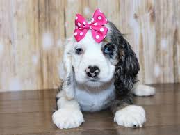 Get healthy pups from responsible and professional breeders at puppyspot. Cocker Spaniel Puppies Pets N Pals Staunton Va