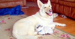We took 2 litter mates and can only meet the needs of 1 dog at this time. German Shepherd Adopts Baby Goat And Cares For Him As If It S Her Own Puppy Kingdoms Tv