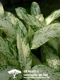 Shrubs Shrubs Wholesale Plants Plants