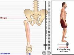 A free website study guide review that uses interactive animations to help you learn online about anatomy and physiology, human anatomy, and the human body systems. Mss Anatomy From Getbodysmart 7 Flashcards Quizlet