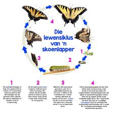 Pin By Monty Van Der Westhuizen On Diere Animals Preschool Activities Kids Education Life Cycle Craft
