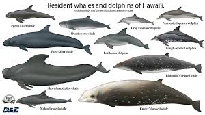 Image result for whale